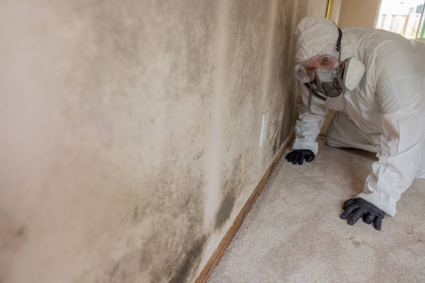 Best Mold Prevention Services  in Franklin Center, NJ